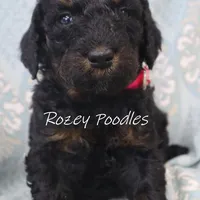 Phantom pink boy fiona, a male Poodle - Miniature  for sale in Allendale, MI – Photo 8 of 8