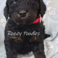 Phantom pink boy fiona, a male Poodle - Miniature  for sale in Allendale, MI – Photo 6 of 8