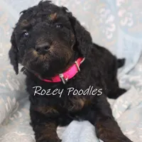 Phantom pink boy fiona, a male Poodle - Miniature  for sale in Allendale, MI – Photo 2 of 8