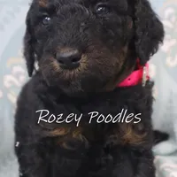 Phantom pink boy fiona, a male Poodle - Miniature  for sale in Allendale, MI – Photo 4 of 8