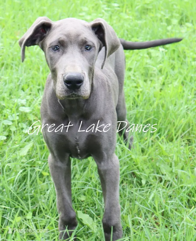 Juliet  – Great Dane puppy for sale in Allendale, MI