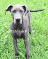 Juliet , a female Great Dane for sale in Allendale, MI – 1 of 5