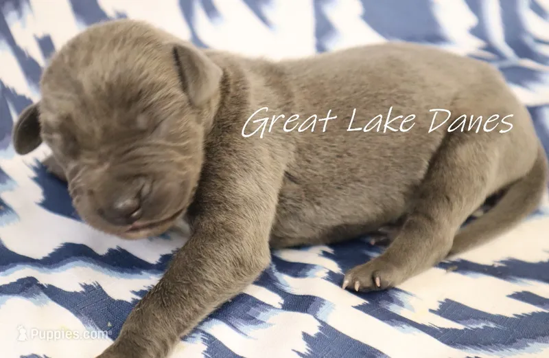 Blue Girl--Yellow Collar Girl  – Great Dane puppy for sale in Allendale, MI