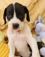 Mantle Girl, a female Great Dane for sale in Allendale, MI – Photo 6 of 6