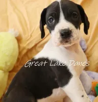 Mantle Girl, a female Great Dane for sale in Allendale, MI – Photo 1 of 6