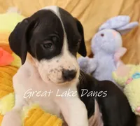 Mantle Girl, a female Great Dane for sale in Allendale, MI – Photo 4 of 6