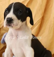 Mantle Girl, a female Great Dane for sale in Allendale, MI – Photo 3 of 6