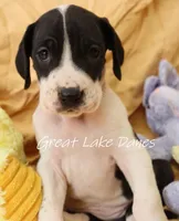 Mantle Girl, a female Great Dane for sale in Allendale, MI – Photo 5 of 6