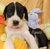 Mantle Girl, a female Great Dane for sale in Allendale, MI – Photo 2 of 6