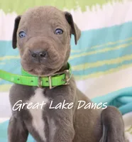 Blue Girl--Green Collar Girl , a female Great Dane for sale in Allendale, MI – 2 of 4