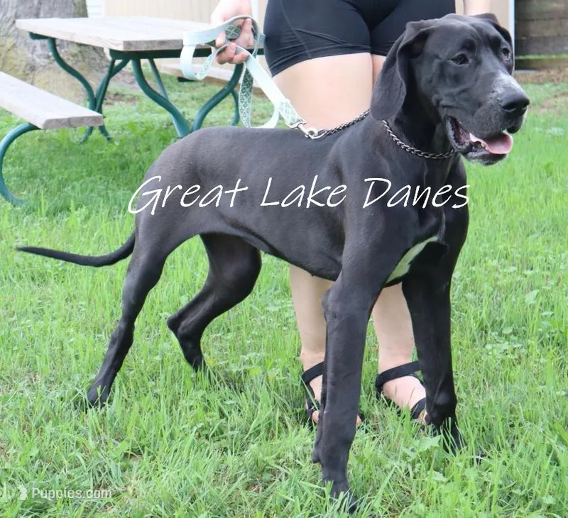 Meet Sue  – Great Dane puppy for sale in Allendale, MI
