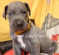 Yellow Collar Girl , a female Great Dane for sale in Allendale, MI – 3 of 4
