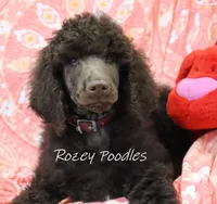 Mary Jane's Red Collar Boy, a male Poodle - Standard  for sale in Allendale, MI – Photo 2 of 5