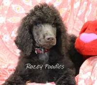 Mary Jane's Red Collar Boy, a male Poodle - Standard  for sale in Allendale, MI – Photo 5 of 5