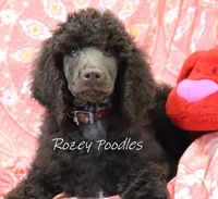 Mary Jane's Red Collar Boy, a male Poodle - Standard  for sale in Allendale, MI – Photo 1 of 5