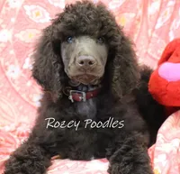 Mary Jane's Red Collar Boy, a male Poodle - Standard  for sale in Allendale, MI – Photo 4 of 5
