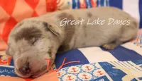 Merle Girl , a female Great Dane for sale in Allendale, MI – 1 of 1