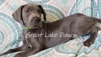 Green Collar Girl , a female Great Dane for sale in Allendale, MI – 4 of 6