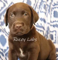 English Boy- Yellow Collar , a male Labrador Retriever for sale in Allendale, MI – 7 of 8