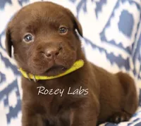 English Chocolate Female , a male Labrador Retriever for sale in Allendale, MI – 7 of 10