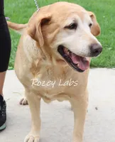 Gin , a female Labrador Retriever for sale in Allendale, MI – 3 of 3