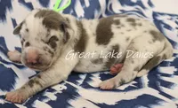 Blue Harlequin-- Green Boy , a male Great Dane for sale in Allendale, MI – 3 of 3
