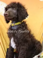 Yellow Boy-- Mary Jane , a male Poodle - Standard  for sale in Allendale, MI – 6 of 6