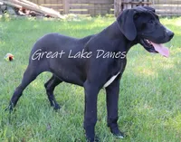Sue , a female Great Dane for sale in Allendale, MI – 6 of 6