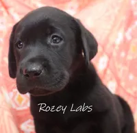 AKC English Black Lab Female , a female Labrador Retriever for sale in Allendale, MI – 3 of 5