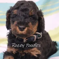 Phantom Blue Boy Astra, a male Poodle - Miniature  for sale in Allendale, MI – Photo 6 of 8