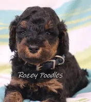 Phantom Moyen Blue Boy Astra, a male Poodle - Miniature  and Poodle - Standard  for sale in Allendale, MI – Photo 6 of 8