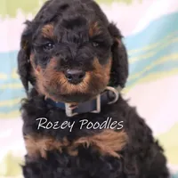 Phantom Blue Boy Astra, a male Poodle - Miniature  for sale in Allendale, MI – Photo 7 of 8