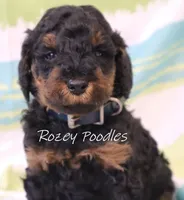 Phantom Moyen Blue Boy Astra, a male Poodle - Miniature  and Poodle - Standard  for sale in Allendale, MI – Photo 7 of 8