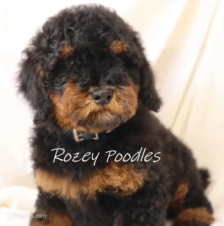 Phantom Blue Boy Astra – Poodle - Miniature  puppy for sale in Allendale, MI