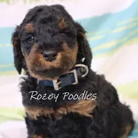 Phantom Blue Boy Astra, a male Poodle - Miniature  for sale in Allendale, MI – Photo 4 of 8