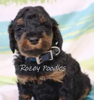 Phantom Moyen Blue Boy Astra, a male Poodle - Miniature  and Poodle - Standard  for sale in Allendale, MI – Photo 4 of 8