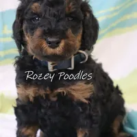 Phantom Blue Boy Astra, a male Poodle - Miniature  for sale in Allendale, MI – Photo 8 of 8