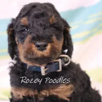 Phantom Blue Boy Astra, a male Poodle - Miniature  for sale in Allendale, MI – Photo 2 of 8