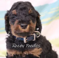 Phantom Moyen Blue Boy Astra, a male Poodle - Miniature  and Poodle - Standard  for sale in Allendale, MI – Photo 2 of 8