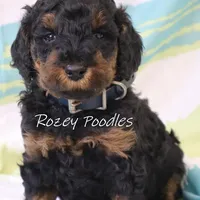 Phantom Blue Boy Astra, a male Poodle - Miniature  for sale in Allendale, MI – Photo 1 of 8