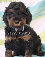 Phantom Moyen Blue Boy Astra, a male Poodle - Miniature  and Poodle - Standard  for sale in Allendale, MI – Photo 1 of 8