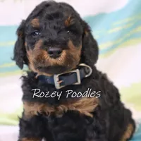 Phantom Blue Boy Astra, a male Poodle - Miniature  for sale in Allendale, MI – Photo 3 of 8