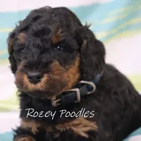 Phantom Blue Boy Astra, a male Poodle - Miniature  for sale in Allendale, MI – Photo 5 of 8