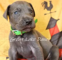 Green Collar Girl , a female Great Dane for sale in Allendale, MI – 6 of 7