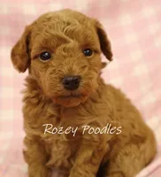 Apricot's Green Collar Boy , a female Poodle - Toy  for sale in Allendale, MI – 4 of 4