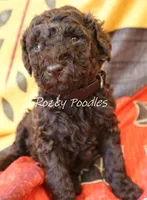 Prada's Blue Boy , a male Poodle - Standard  for sale in Allendale, MI – 2 of 2