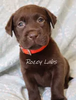 Full English Stocky- Pink Collar Girl, a female Labrador Retriever for sale in Allendale, MI – 5 of 5