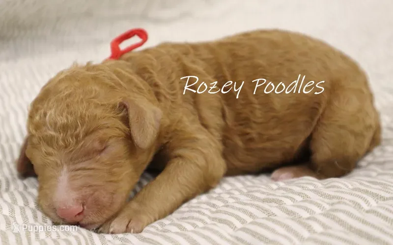 Dior's Red Collar Boy  – Poodle - Standard  puppy for sale in Allendale, MI