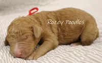 Dior's Red Collar Boy , a male Poodle - Standard  for sale in Allendale, MI – 1 of 1