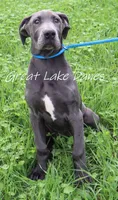 Jewel, a female Great Dane for sale in Allendale, MI – 2 of 6